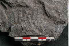 Foto (Detailansicht) von Cyatheites oreopteridis Goeppert (NHMW-GEO-2024-0188-11288)